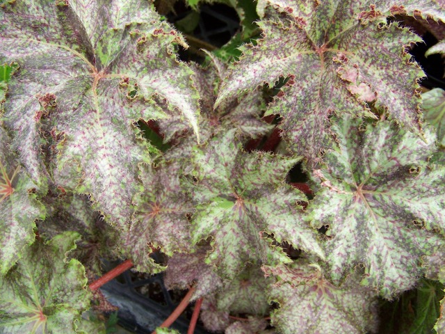 B. ‘Lady Parr’